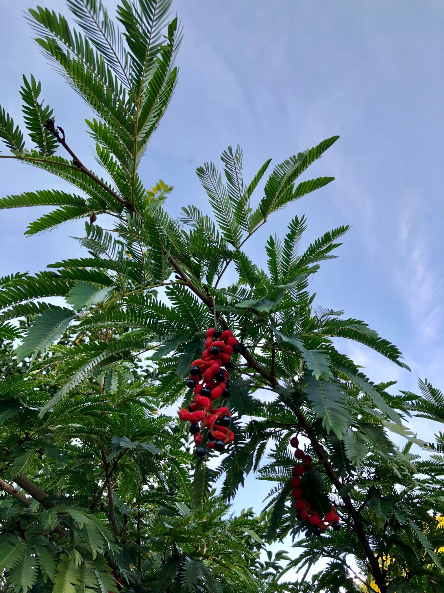 Cojoba arborea